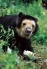 Oso