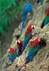Guacamayos de Tambopata