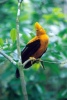 Gallito de las Rocas - Ave Nacional del Perú