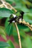 Popelaria langsdorffi