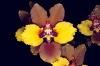 Cyrtochilum macranthum