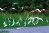 Garzas, Pacaya - Samiria