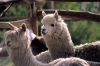 Alpacas