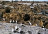 Lobos Marinos en la Reserva Nacional de Paracas